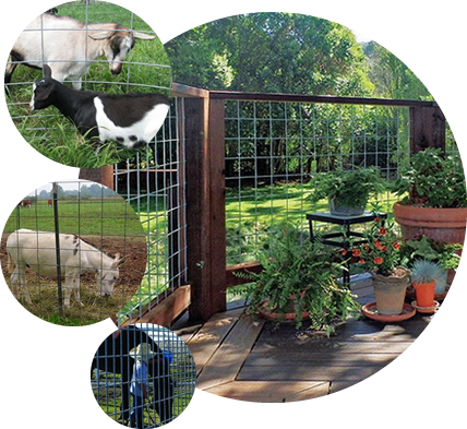Cattle Panels Versatile Purposes in livestock or residence area